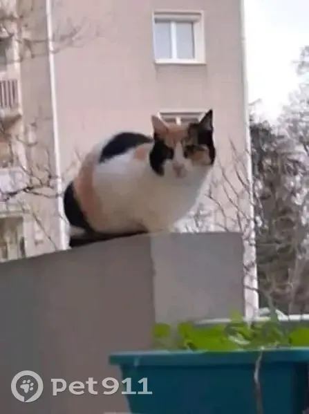 Chatte tricolore perdue à Nantes - photo