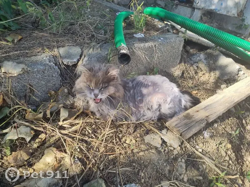Chat sauvage blessé trouvé à Montpellier - photo