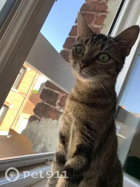 Chatte perdue à Denain, rue Salengro - photo