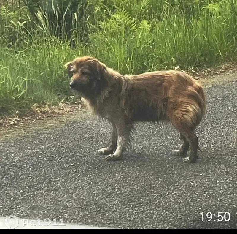 Chien fauve trouvé à Pensol - photo