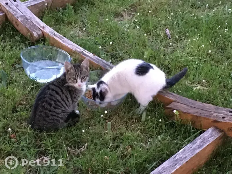 Deux chatons errants trouvés à Courtry - photo