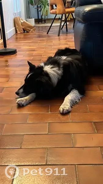 Chien trouvé à Briouze : border collie noir et blanc - photo