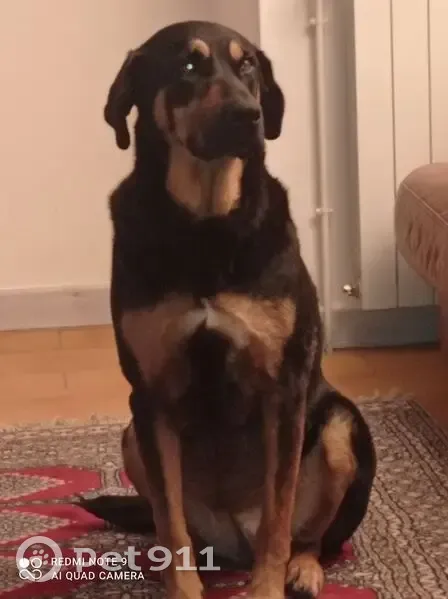 Chienne croisée volée, Bussy-en-Othe - photo