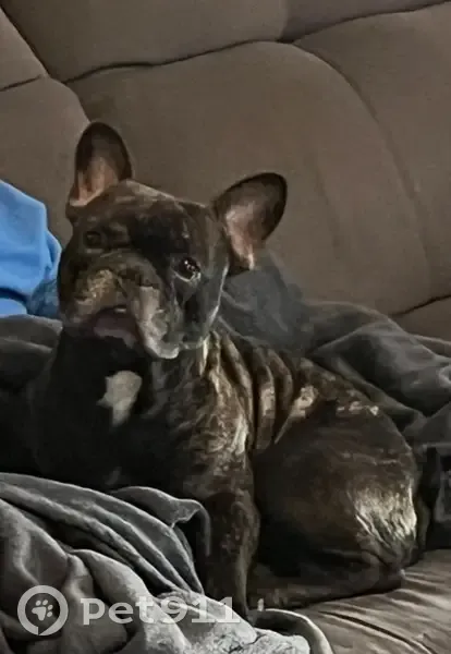 Bouledogue perdu, foncé, tache blanche, Elne - photo