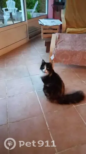 Chatte perdue, miaulement fort, Ourouer - photo