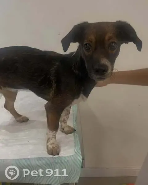 Cachorro encontrado Fêmea (brf000820) - photo