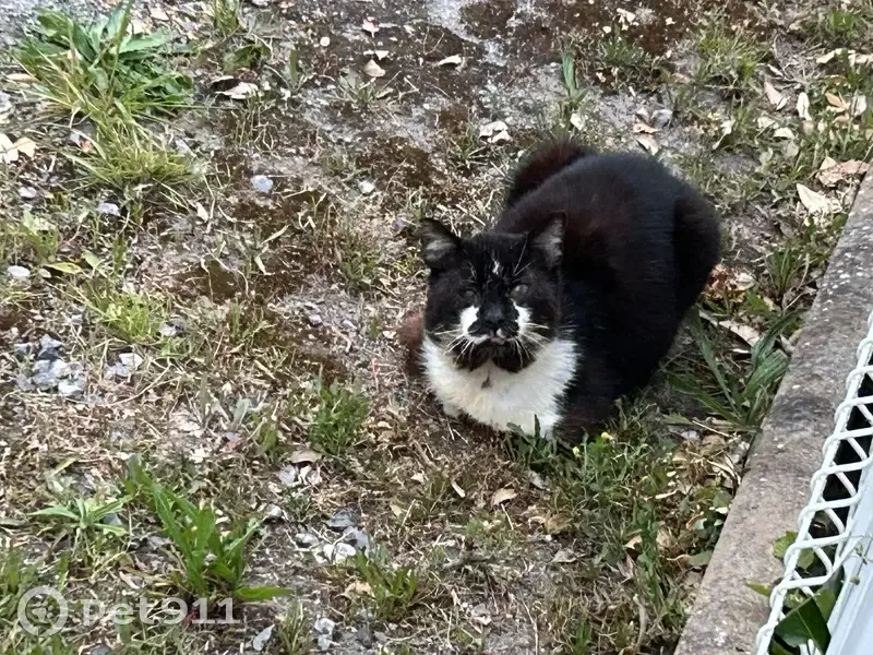 Chat noir avec blanc trouvé à Salles - photo