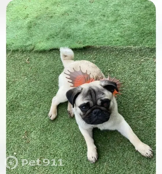 Chien crème perdu, sociable à Paris 14 - photo
