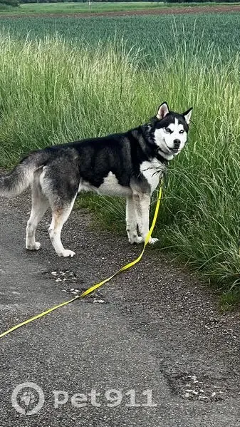 Husky 4 ans perdu à Vulbens, collier jaune - photo