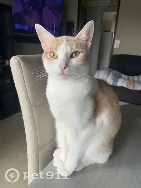 Chat perdu roux-blanc, 1 an, Issoire - photo