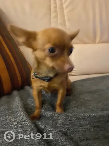 Chien caramel perdu à Blanquefort - photo