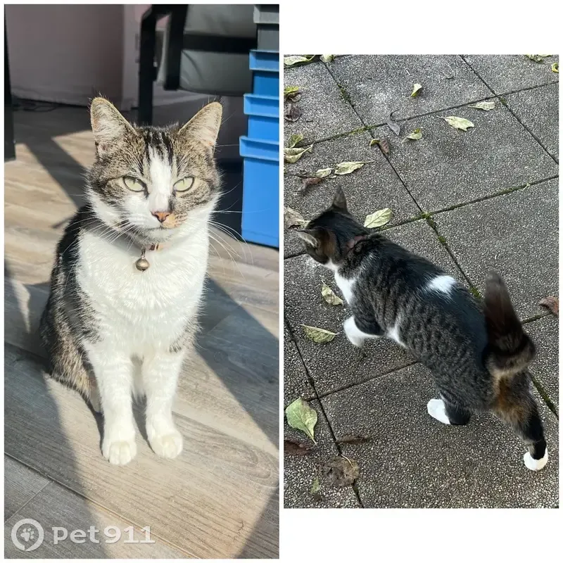 Chatte perdue rue Saint-Nicolas, Corbeil - photo