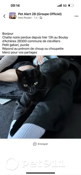 Chatte craintive perdue à Clévilliers - photo