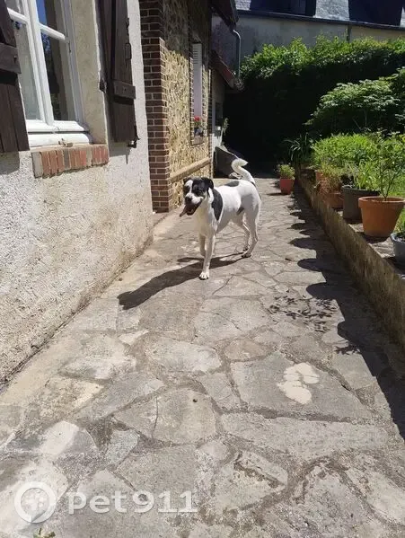 Chien trouvé à Couëtron-au-Perche - photo