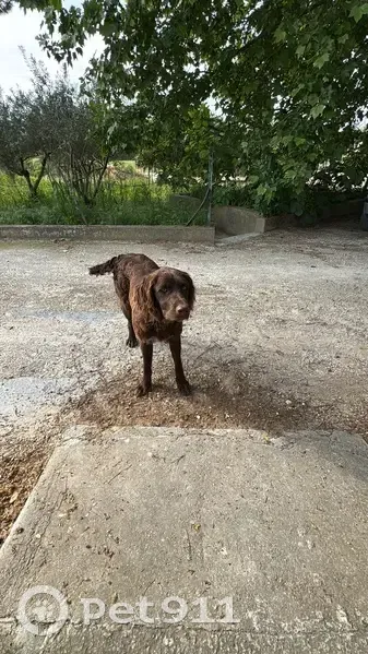 Chien mâle marron trouvé au Thor - photo