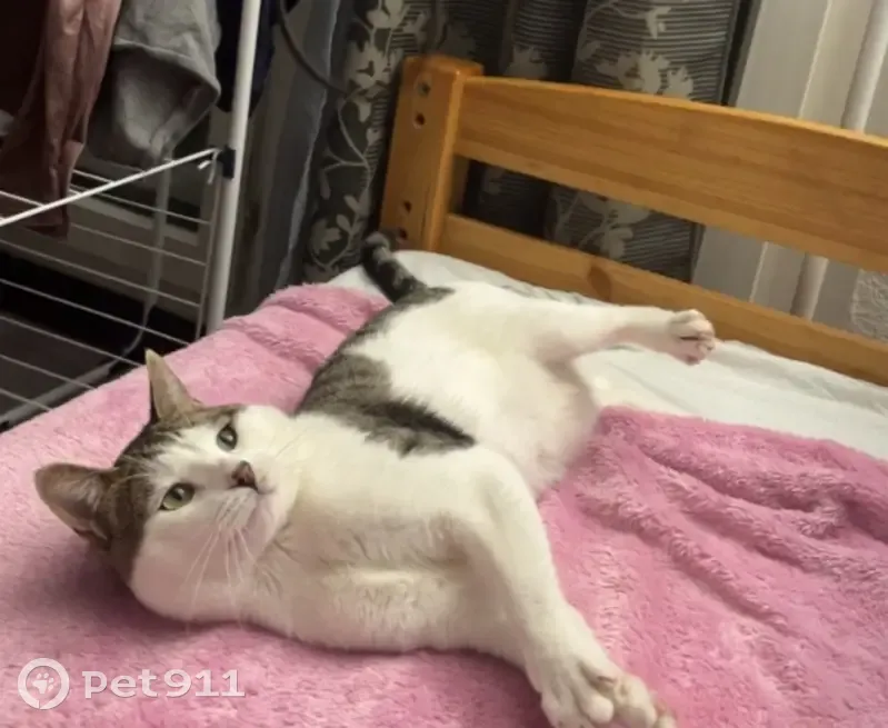 Chat européen tigré perdu à Montreuil - photo