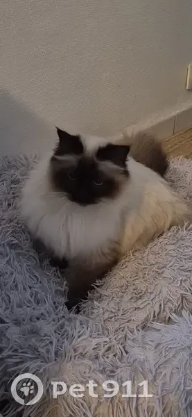 Chatte trouvée, calme, blanche et marron - photo