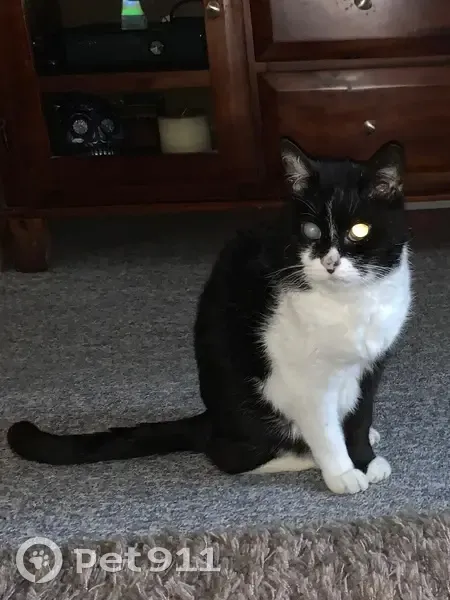 Lost 15-Year-Old Tuxedo Cat, Sunnyside Ave - photo