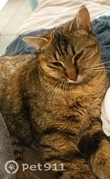 Chatte perdue, sauvage, répond à Titi - photo