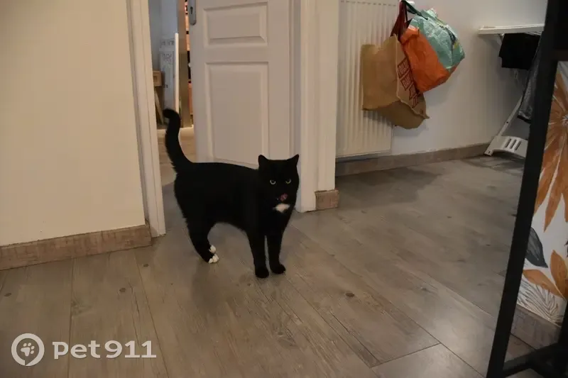 Chat noir perdu à Meximieux, rue Genève - photo