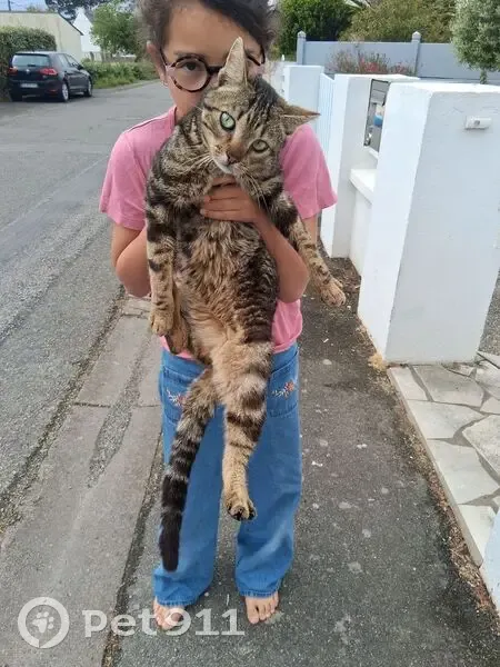 Chatte trouvée à Gâvres, Rue des Filets Bleus - photo