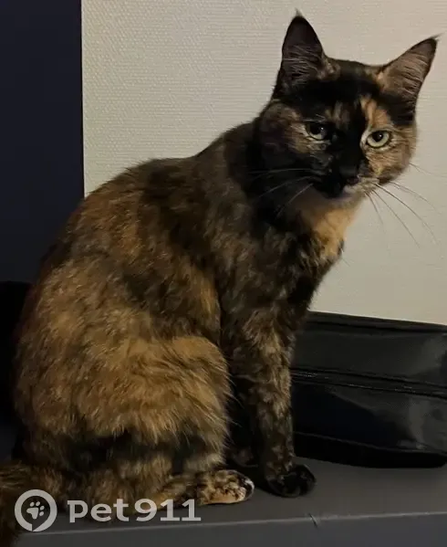 Chatte écaille perdue à Dijon - photo
