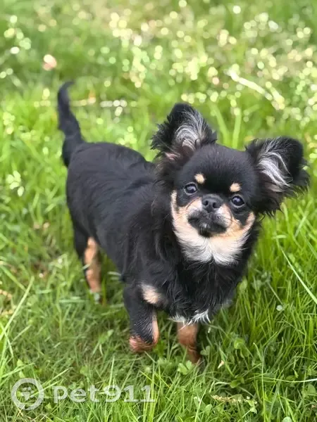 Chien noir et feu perdu à Châteauroux - photo