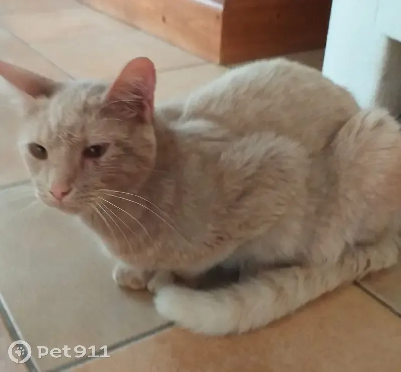 Chat perdu à Bénodet près du camping - photo