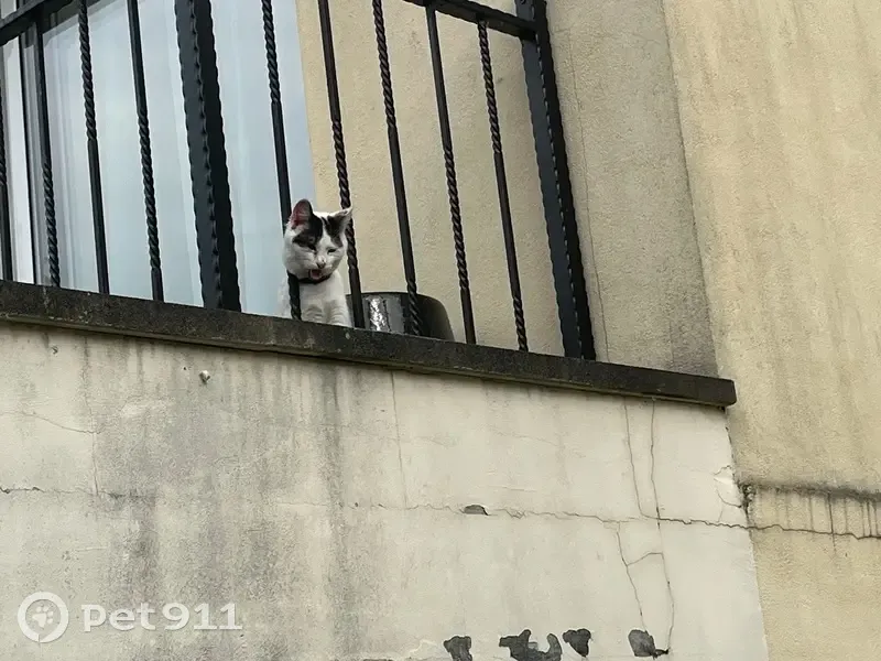 Petit chat trouvé à Savigny-sur-Orge - photo