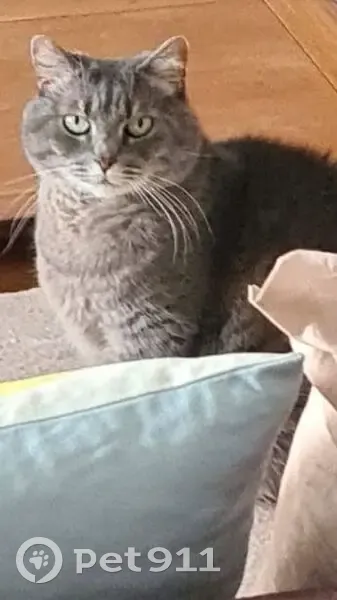 Chatte perdue : Grisette à La Chapelle-sur-Erdre - photo