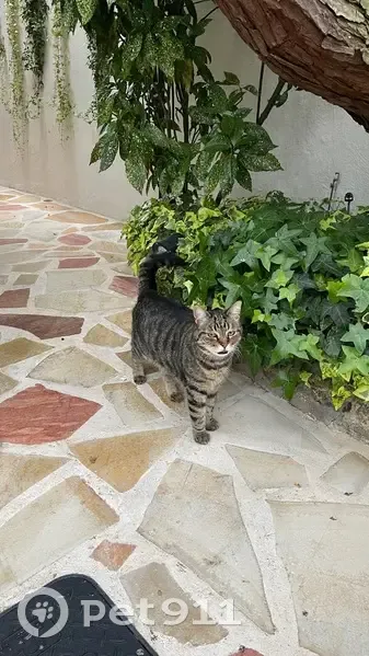 Chatte tigrée trouvée à Clamart - photo