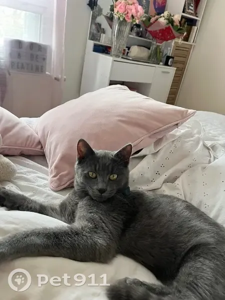 Chaton gris perdu à Muret, 6 mois, peureux - photo
