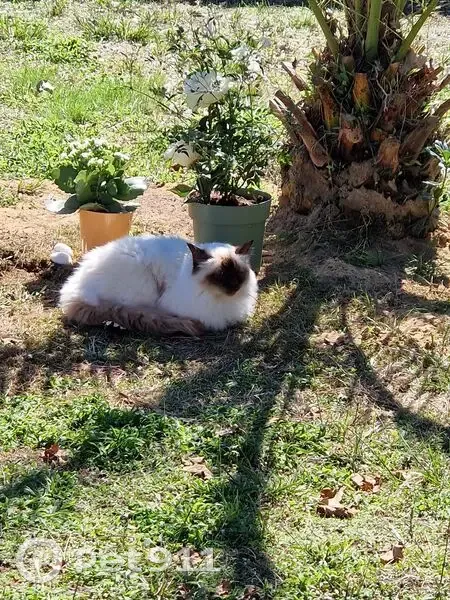 Chat perdu : Sacré de Birmanie chocolat 11 ans - photo