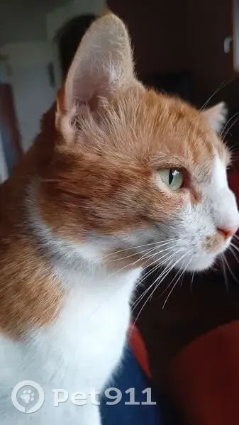 Chat mâle roux-blanc perdu à Ségny - photo