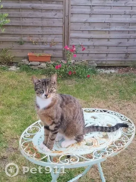 Chat tigré perdu au Mesnil en Vallée - photo