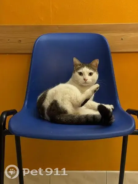 Chat perdu: européen blanc tacheté, Montpellier - photo