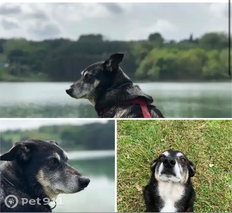 Chien noir perdu, taille moyenne, Occitanie - photo