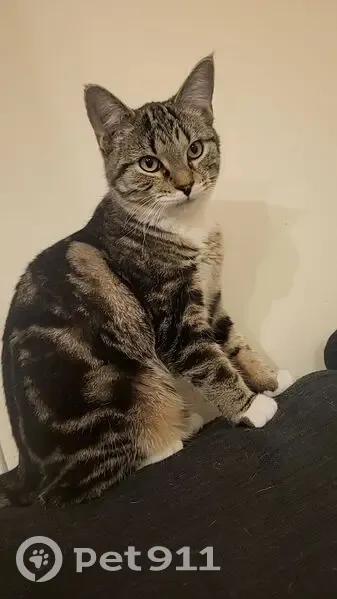 Chat tigré perdu le 9 mai à Sains-en-Gohelle - photo