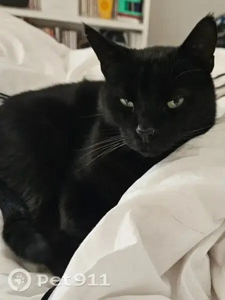 Chat noir trouvé, docile et affectueux - photo