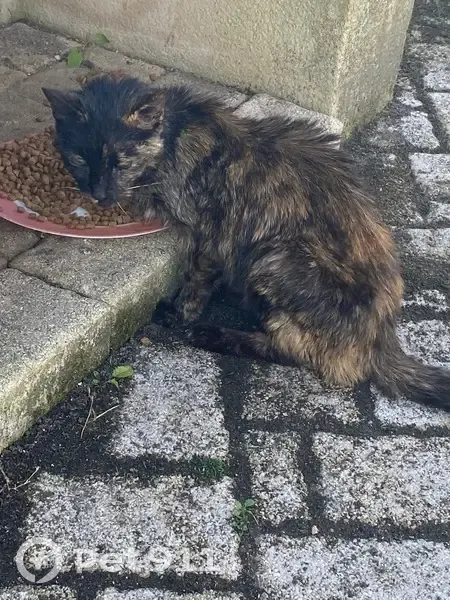 Petite chatte Écaille de tortue trouvée - photo