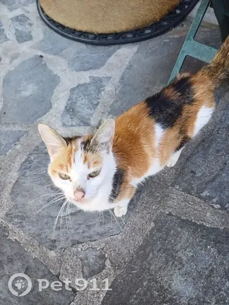 Chaton tricolore femelle trouvé à Vulbens - photo