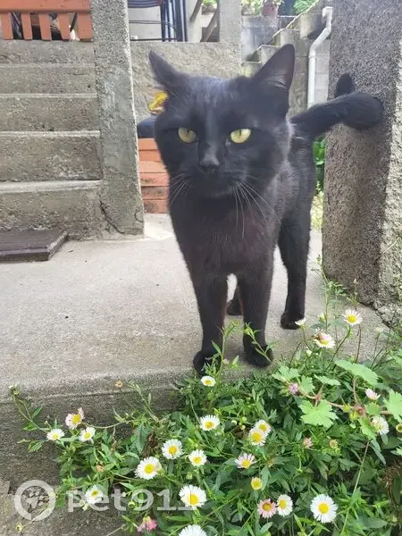 Chat mâle trouvé sans collier à Cescau - photo
