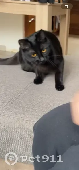 Chatte perdue Kiara, noire yeux jaunes - photo