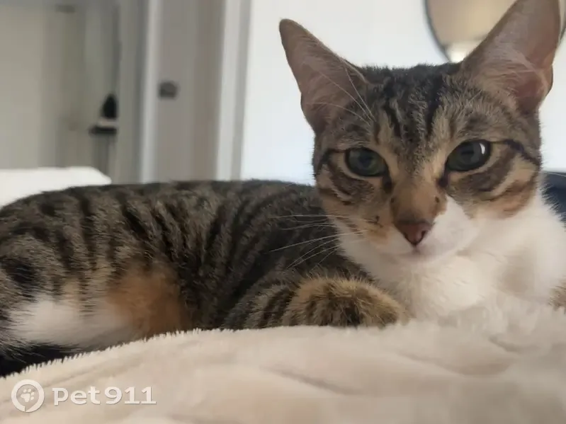 Chatte Nala perdue à Marseille, Garlaban - photo