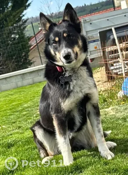 Chien perdu, collier rouge, vu à Chabons - photo