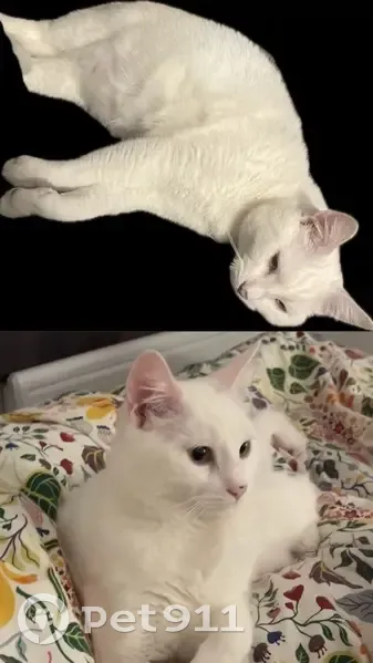 Chat blanc mâle perdu près du parc Sarrazins - photo