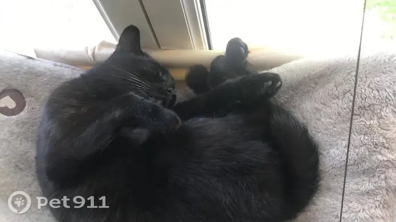 Chatte noire perdue à Erstein - photo