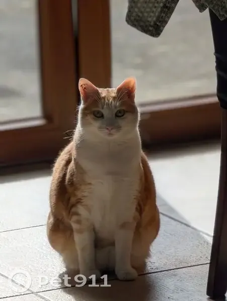 Chatte Rousse et Blanche Perdue à Sainte-Marie - photo