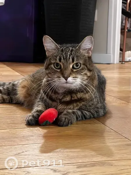 Chatte perdue à Montreuil, 13 ans - photo