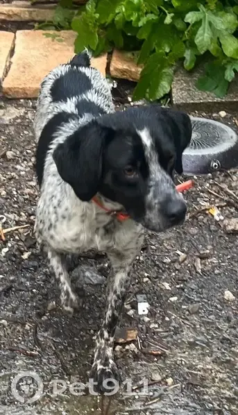 Chien noir et blanc trouvé à Nantes - photo